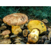 Мицелий Боровика укорененного / Болет девичий (Boletus appendiculatus)